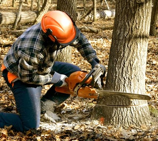 Tree Removal in Wayne, ME